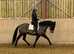 Stunning imported dream horse 16hh