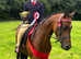 Stunning 12 2 show pony for full/ part loan