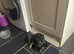 Cavalier King Charles ready to go to their new homes now