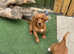 Working cocker spaniel