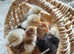 Day old Pekin Bantam chicks