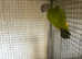 Senegal parrot