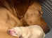 Labradoodles