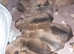 KC RHODESIAN RIDGEBACK PUPPIES