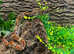 IMG Common Boa at Birmingham Reptiles