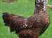 Lovely Speckled Colourful pullets - excellent layers LF