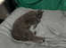 Rehome 2yr old cat and 6yr old cat