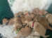 KC Registered Fox Red Champagne Yellow Labrador Puppies - Pedigree & Health Tested