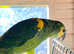 Beautiful blue fronted Amazon Parrot