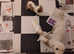 Gorgeous f1 cavachons