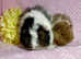 3 Hairy Popper Pairs available