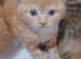 Ginger boy fold