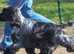 Carefully bred Blue Roan puppies. Experienced specialist breeder. Home Reared.