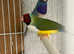 Gouldian finch