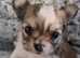 CHIHUAHUA PUPPIES