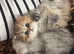 Pedigree persian kittens