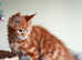 Maine Coon Kittens
