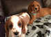 Stunning cavalier King Charles boy puppies
