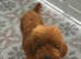 Toy poodle male