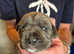 Cane Corso pups