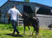 Welsh section colt