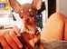 Xxxs 1,4kg russian toy terrier FOR STUD (NOT FOR SALE)