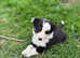 6 border collie puppies for sale
