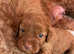 Beautiful Cockapoo Puppies
