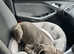 LAST  BLUE GREAT DANE PUP LEFT