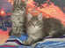 Maine coon kittens