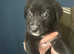 Lab cross collie