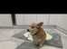 Kc reg Pembroke corgi male