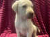 Lovely Labradors