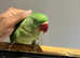 Baby Friendly Very Tame Cuddly Alexandrine Parrot,6