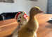Runner Duck chicks