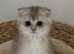 purebred golden scottish fold kittens