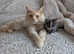 Maine coon ragdoll kittens