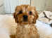 Cavapoo Puppy