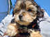 Last girl available!!! Toy Morkie puppy