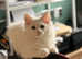 Beautiful Maine Coon Kittens - Pets Only