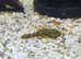 BN Pleco. Young and juvenile for sale