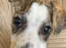 Girl lurcher pup for rehoming beautiful colours and markings