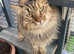 Russian Bobtail cat for Rehome