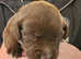 Beautiful puppies