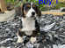 LAST BOY Cardigan Welsh Corgi Pup