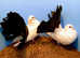 BLACK TAIL MARKED FANTAIL PIGEONS