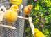 Various Canaries