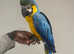 Friendly Baby Handreared Silly Tame Cuddly Blue & Gold Macaw Parrot,18