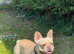 My boy is looking for a 5 star forever home