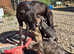 Whippet